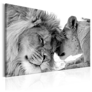 Canvas Tavla - Lion'S Love - 60x40