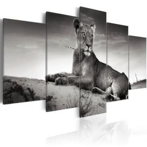 Canvas Tavla - Lioness In A Desert - 100x50