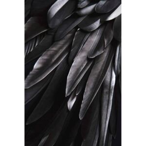Poster Black wing