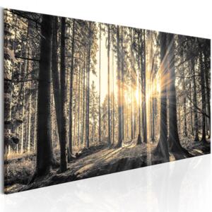 Canvas Tavla - Forest Sun - 120x40