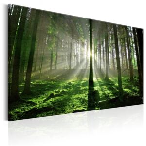 Canvas Tavla - Emerald Forest II - 120x80