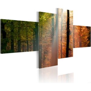 Canvas Tavla - Sunrays between trees - 200x90