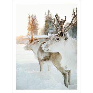 Reindeers II poster 70x100cm Nej Ja, vit ram