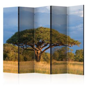 Rumsavdelare - African acacia tree, Hwange National Park, Zimbabwe II - 225x172