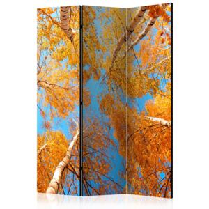 Rumsavdelare - Autumnal treetops - 135x172