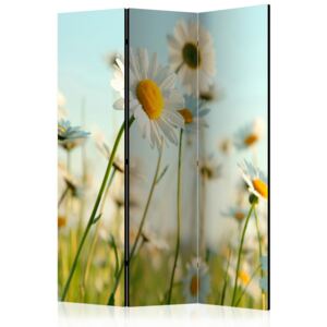 Rumsavdelare - Daisies - spring meadow - 135x172