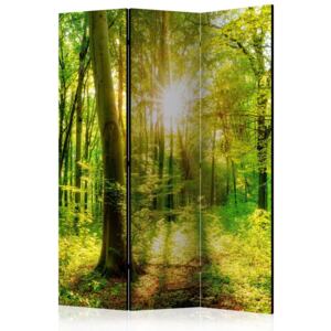 Rumsavdelare - Forest Rays - 135x172