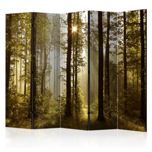 Rumsavdelare - Forest: Morning Sunlight II - 225x172