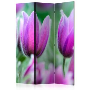 Rumsavdelare - Purple spring tulips - 135x172