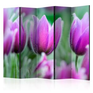 Rumsavdelare - Purple spring tulips II - 225x172