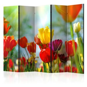 Rumsavdelare - Spring Tulips II - 225x172