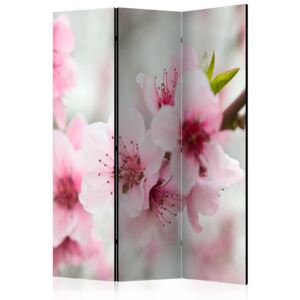 Rumsavdelare - Spring, blooming tree - pink flowers - 135x172