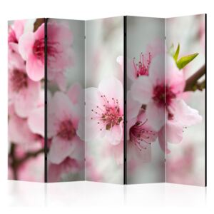 Rumsavdelare - Spring, blooming tree - pink flowers II - 225x172