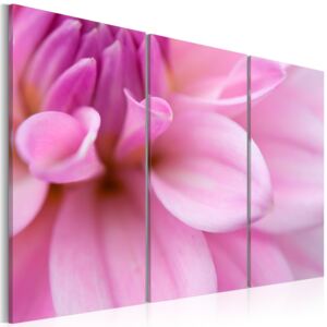 Canvas Tavla - Pink dahlia - 90x60