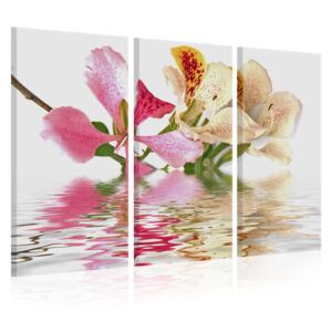 Canvas Tavla - Orchid with colorful spots - 60x40