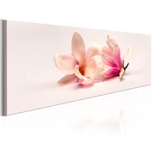 Canvas Tavla - Beautiful Magnolias - 120x40
