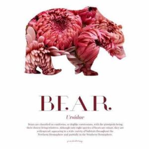 Bear - Scandinavian Wildlife poster - A4 Rosa
