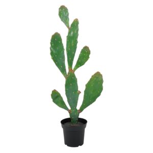 Planta Verde Kaktus