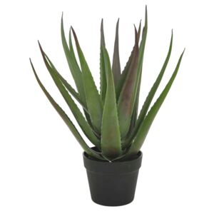 Aloe vera-planta med svart kruka