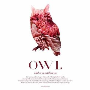 Owl - Scandinavian Wildlife poster - 30x40 Rosa