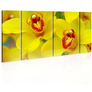 Canvas Tavla - Orchids - intensity of yellow color - 120x60