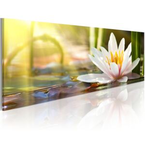Canvas Tavla - Lotus' Glow - 150x50