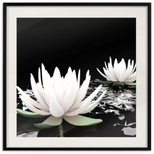 Posters: Lotus Flowers [Poster]