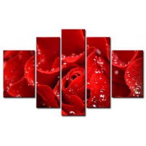 Canvastavla Kyss från en röd ros