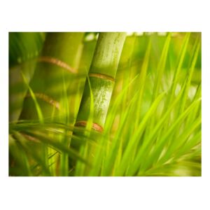 Fototapet Bambu - natur zen